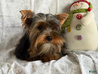 Yorkshire Terrier dogs Guppy - Ad 39