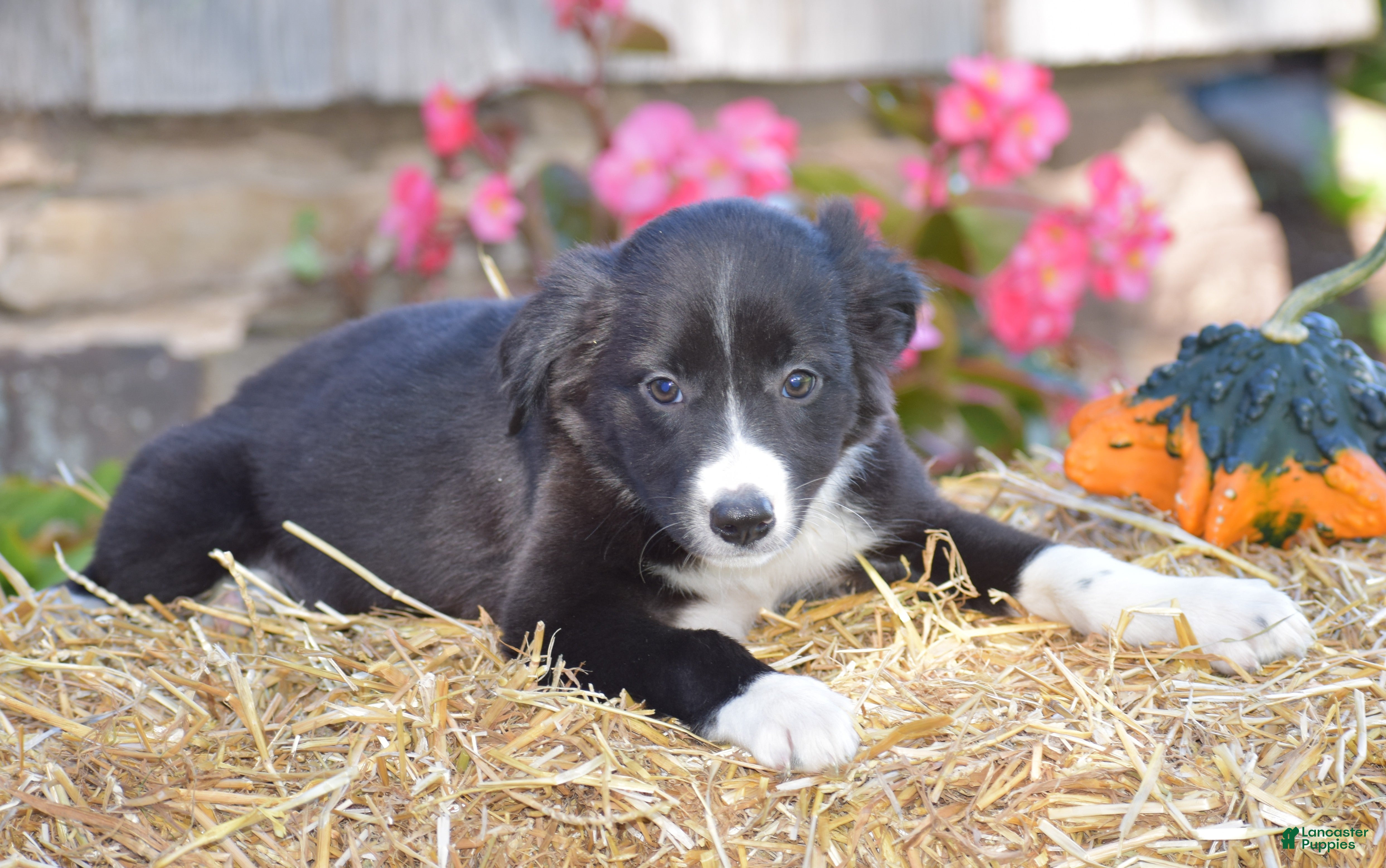 Border Collie dogs Tenleigh - Ad 1