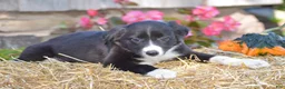 Border Collie dogs for sale: Tenleigh - Ad 1