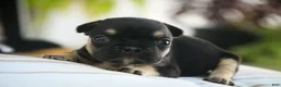 French Bulldog dogs for sale: Finn French Bulldog  - Ad 13