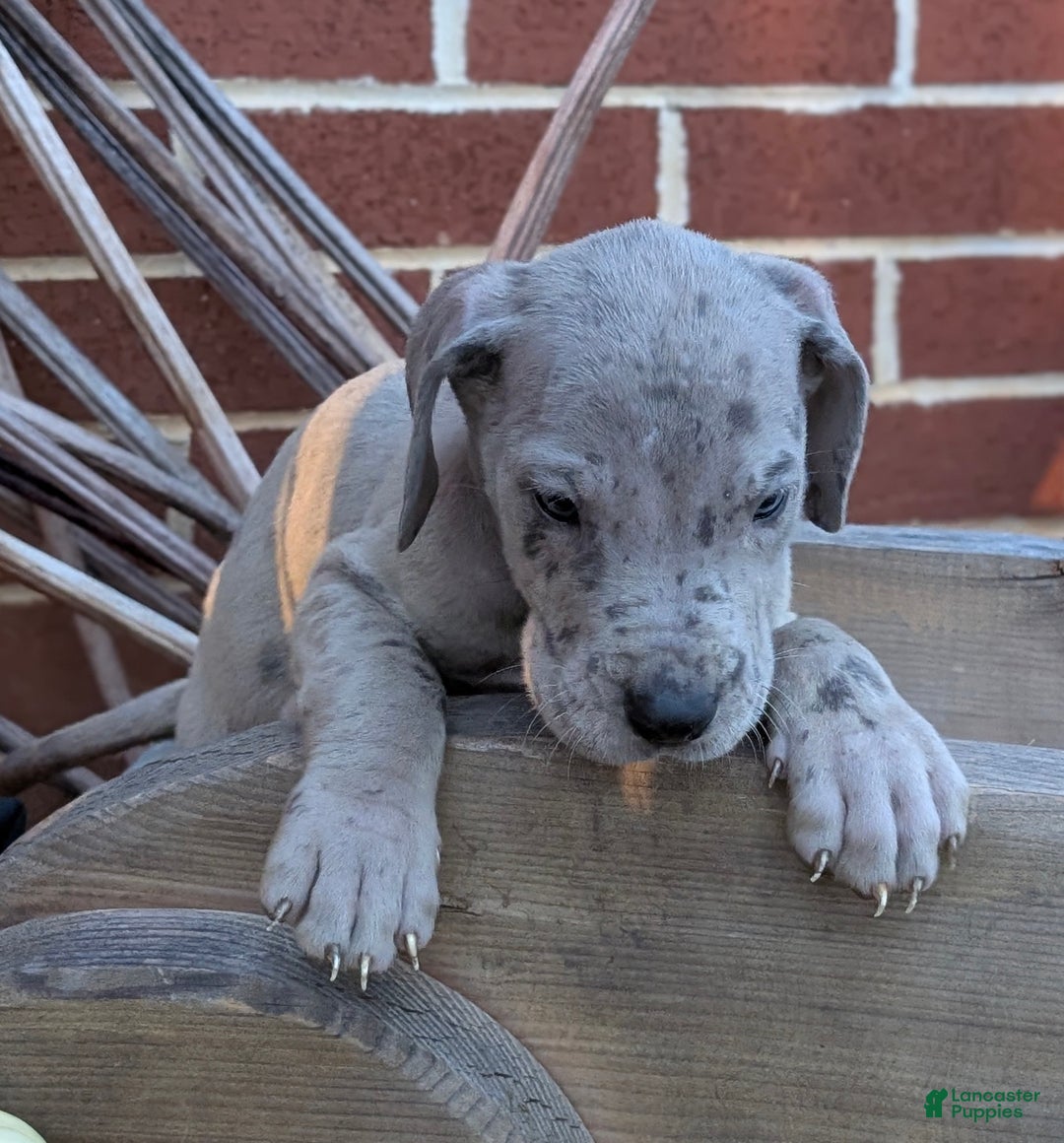 Great Dane dogs for sale: Great Dane Puppy 1 - Ad 14