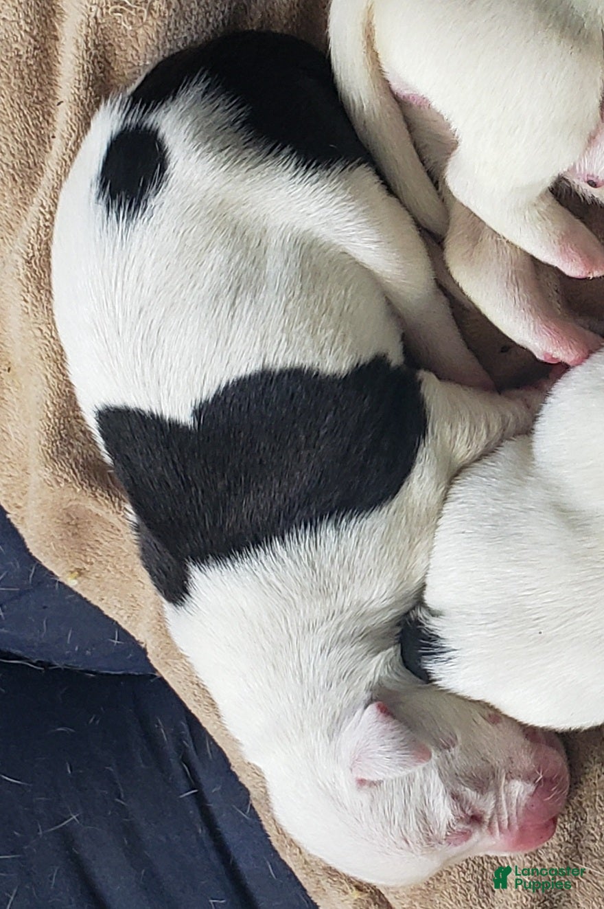 Mixed Breed dogs Female 4 - Ad 1