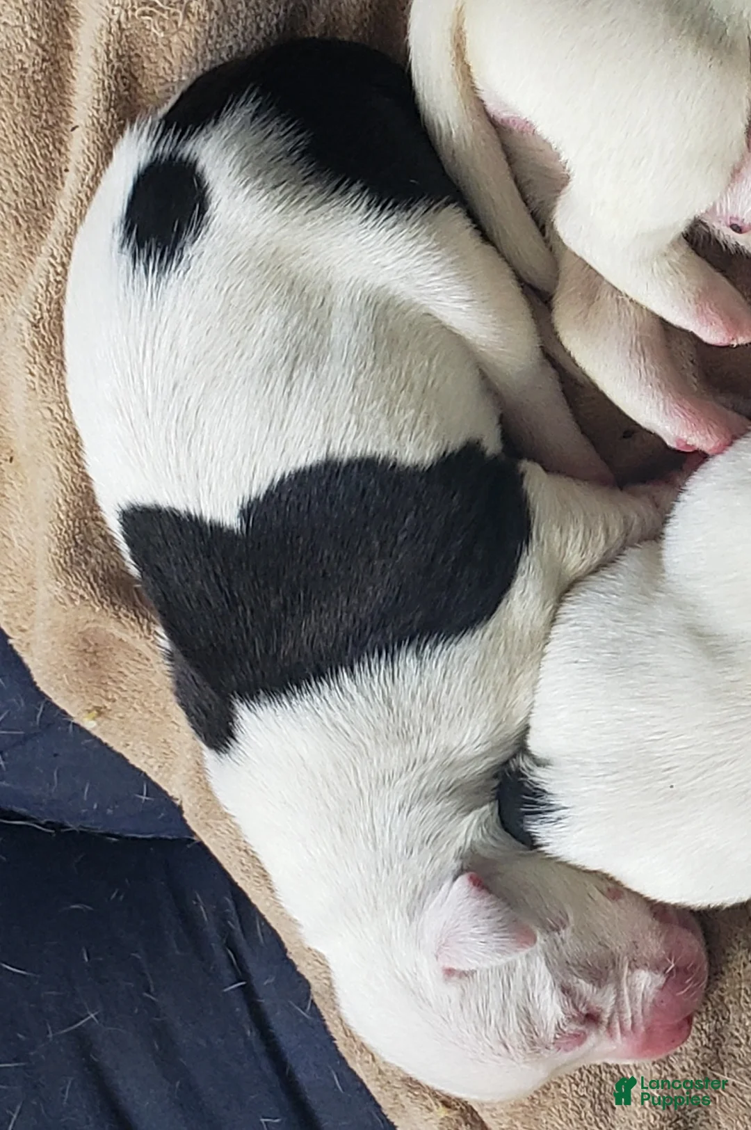 Mixed Breed dogs for sale: Female 4 - Ad 1