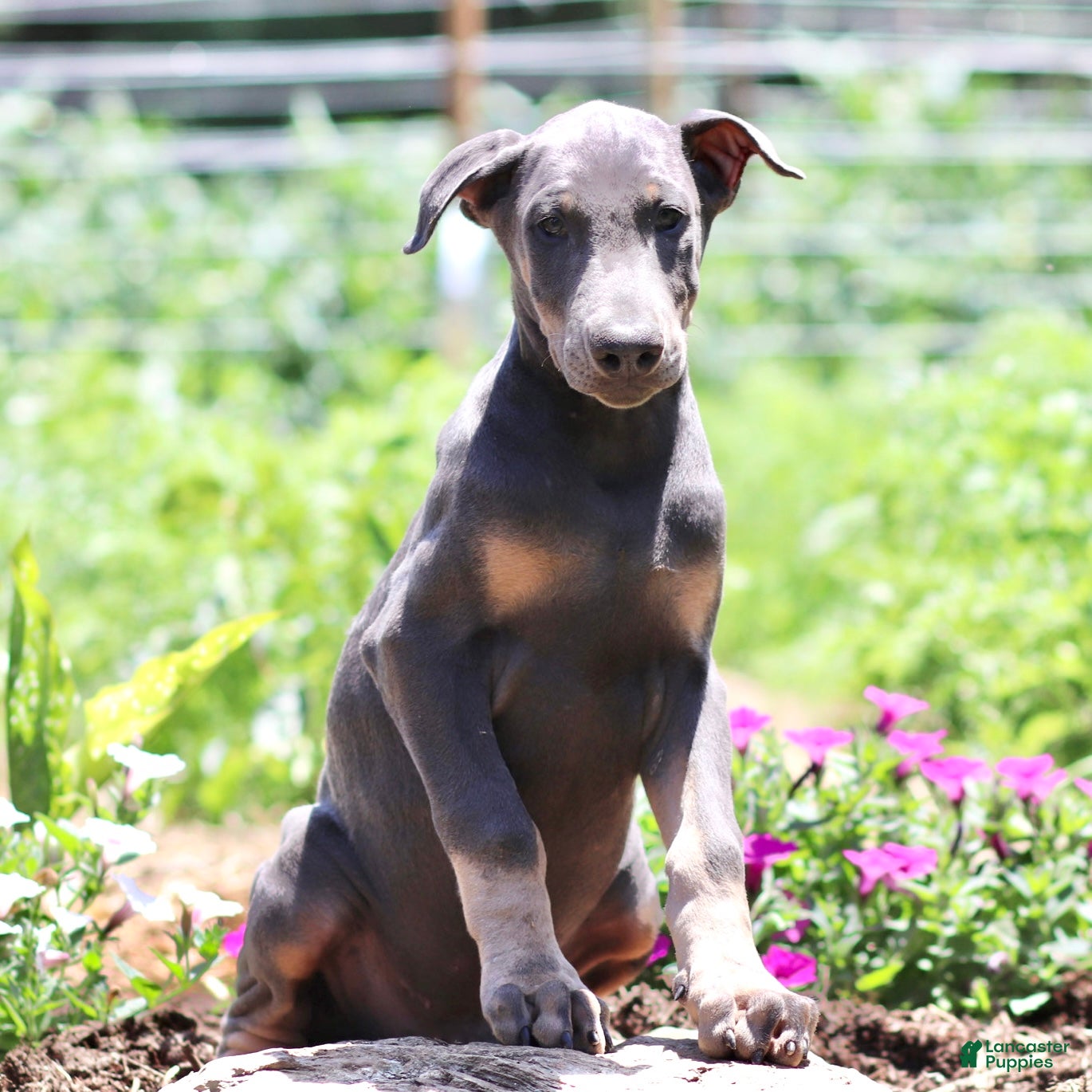 Doberman Pinscher dogs Jacob - Ad 1