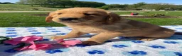 Golden Retriever dogs for sale: Toby - Ad 3