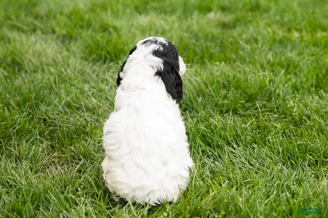 Cockapoo dogs for sale: Jesse - Ad 5