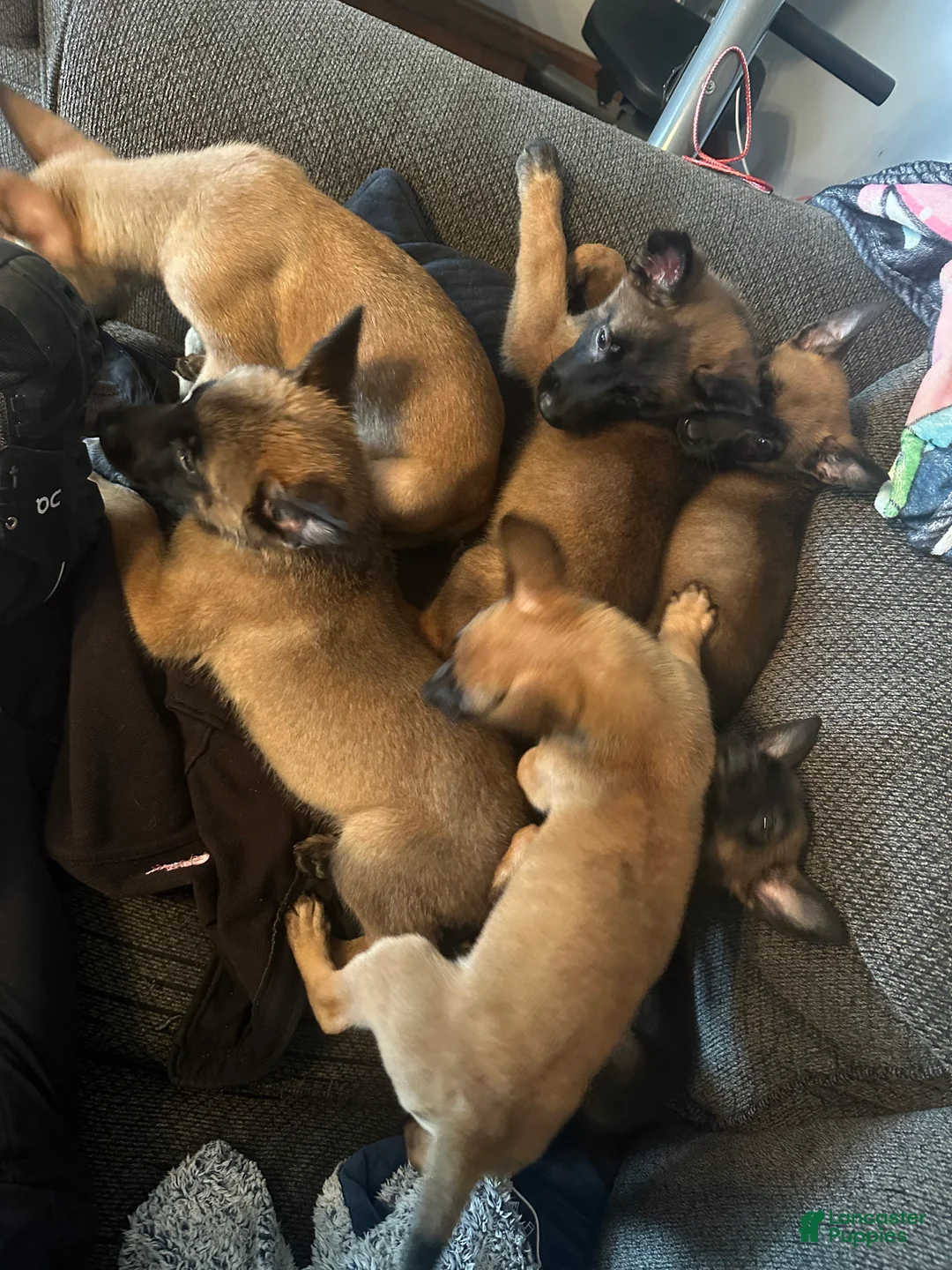 Belgian Malinois dogs for sale: Belgian Malinois Puppy 3 - Ad 3