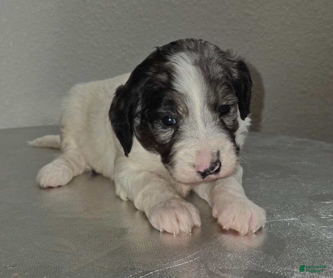 Mini Goldendoodle dogs for sale: Blaze - Ad 2