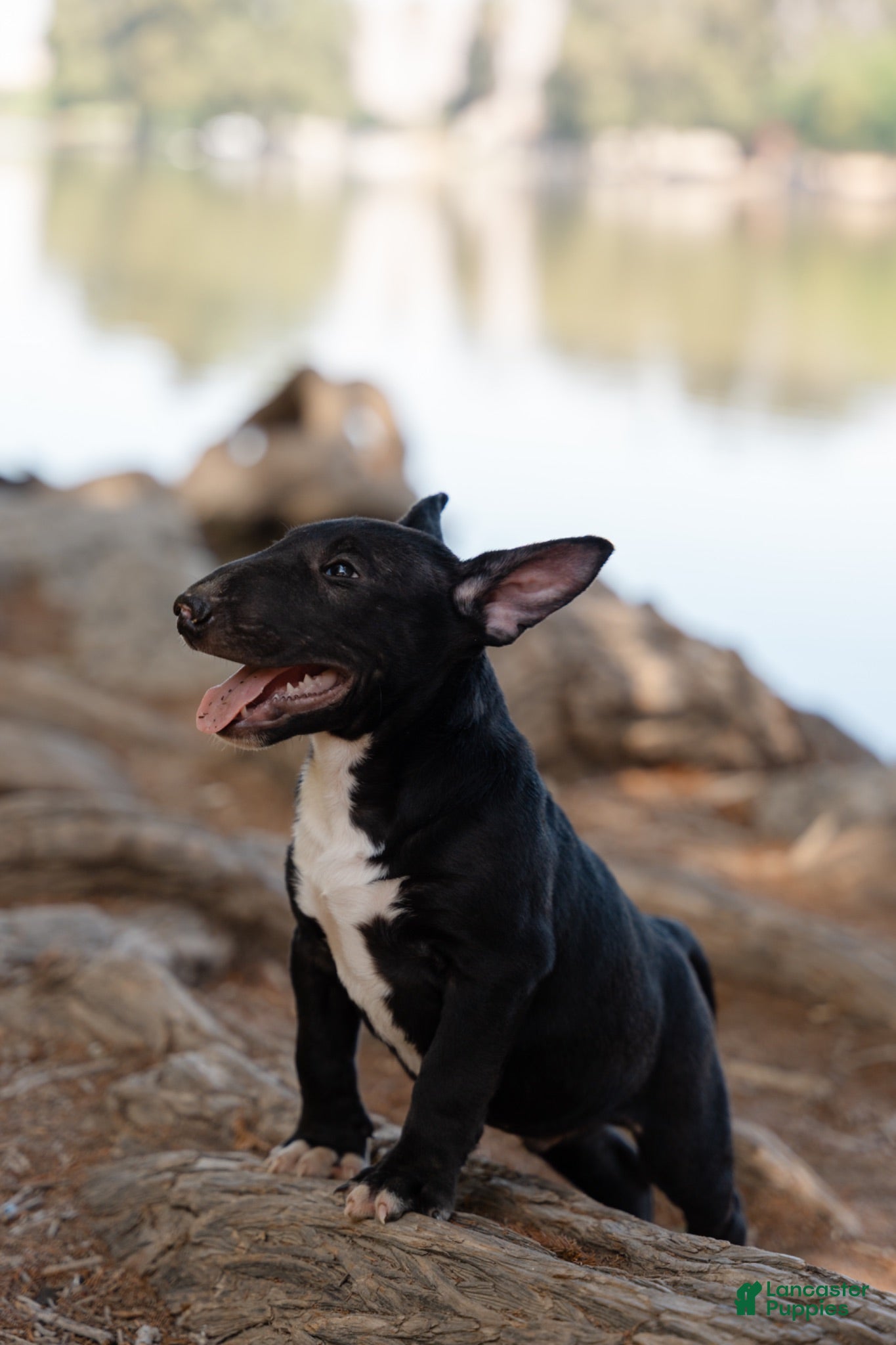 Bull Terrier dogs Bull Terrier 1 - Ad 1