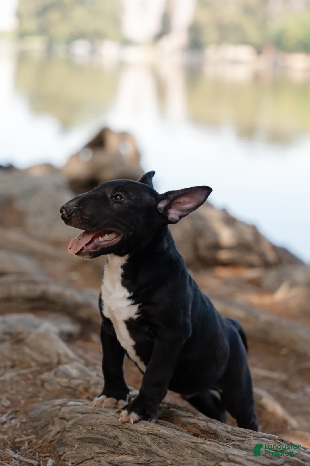 Bull Terrier dogs for sale: Bull Terrier 1 - Ad 1