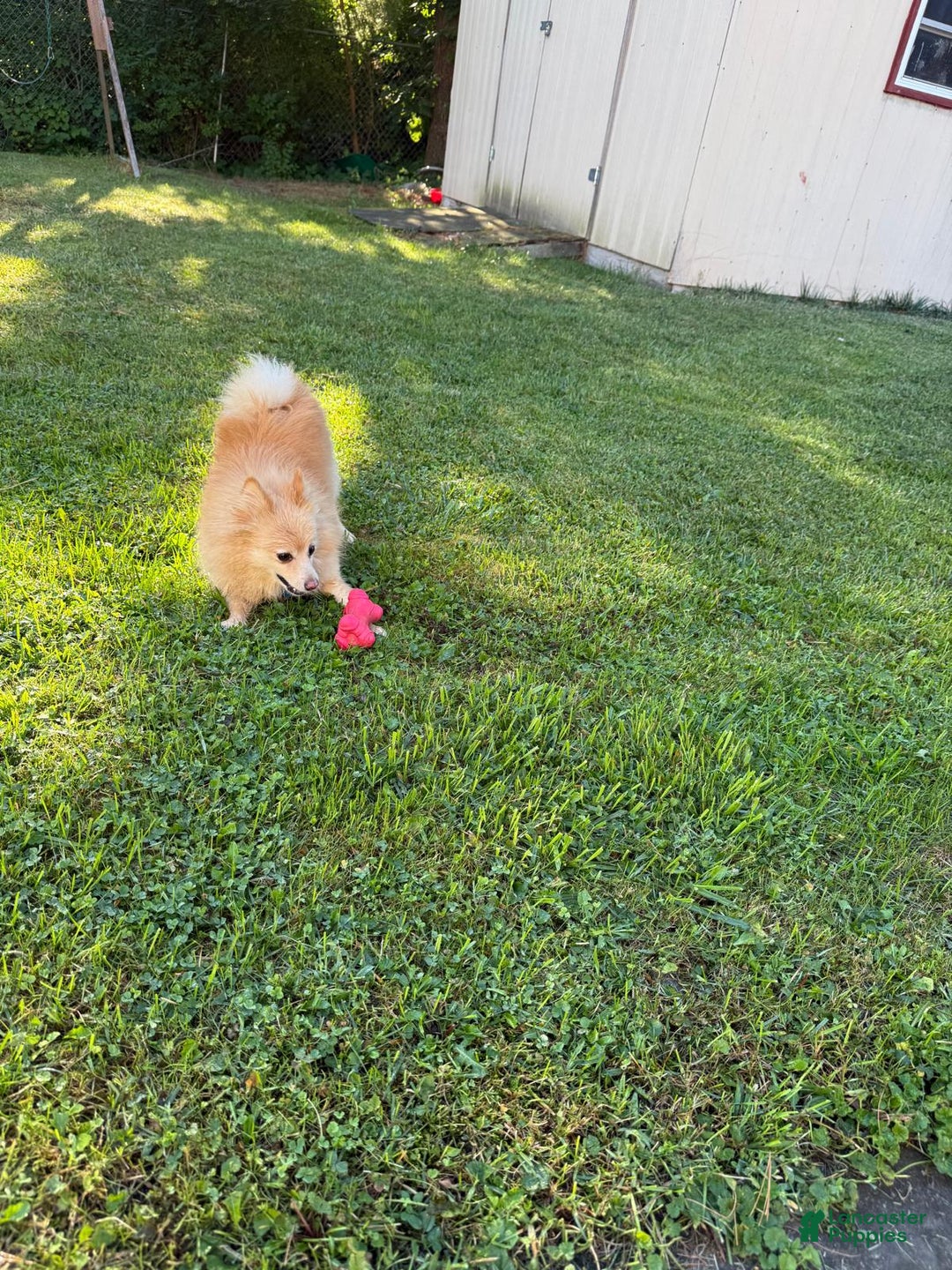 Pomeranian dogs for sale: Pomeranian Puppy 1 - Ad 10