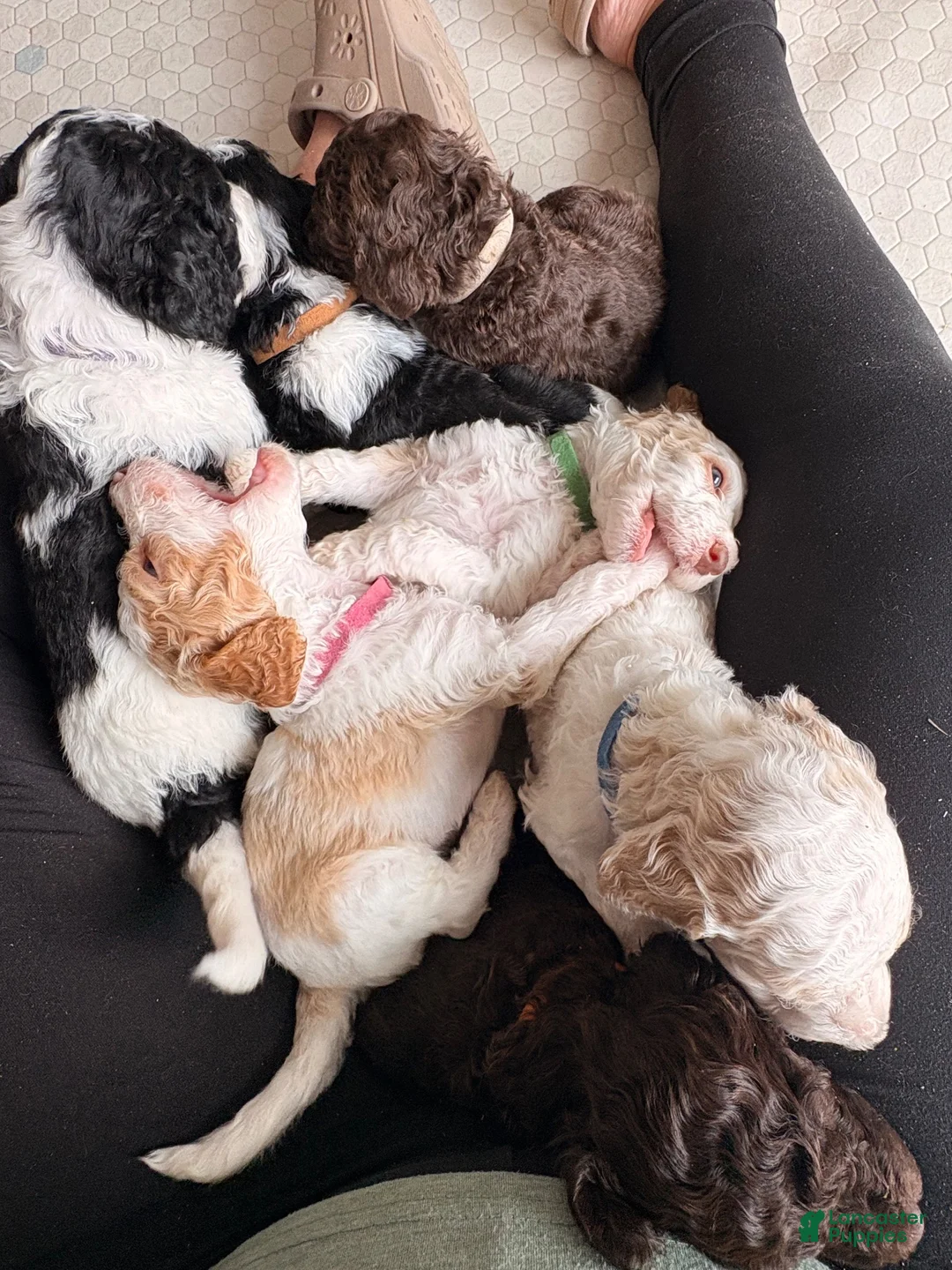 Standard Poodle dogs for sale: Black collar - Ad 7