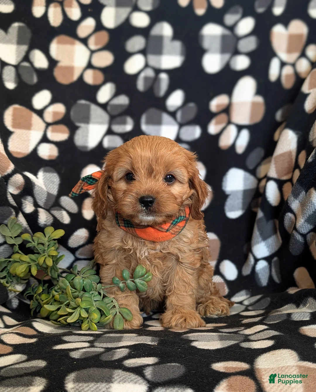 Cavapoo dogs for sale: Dolan - Ad 2