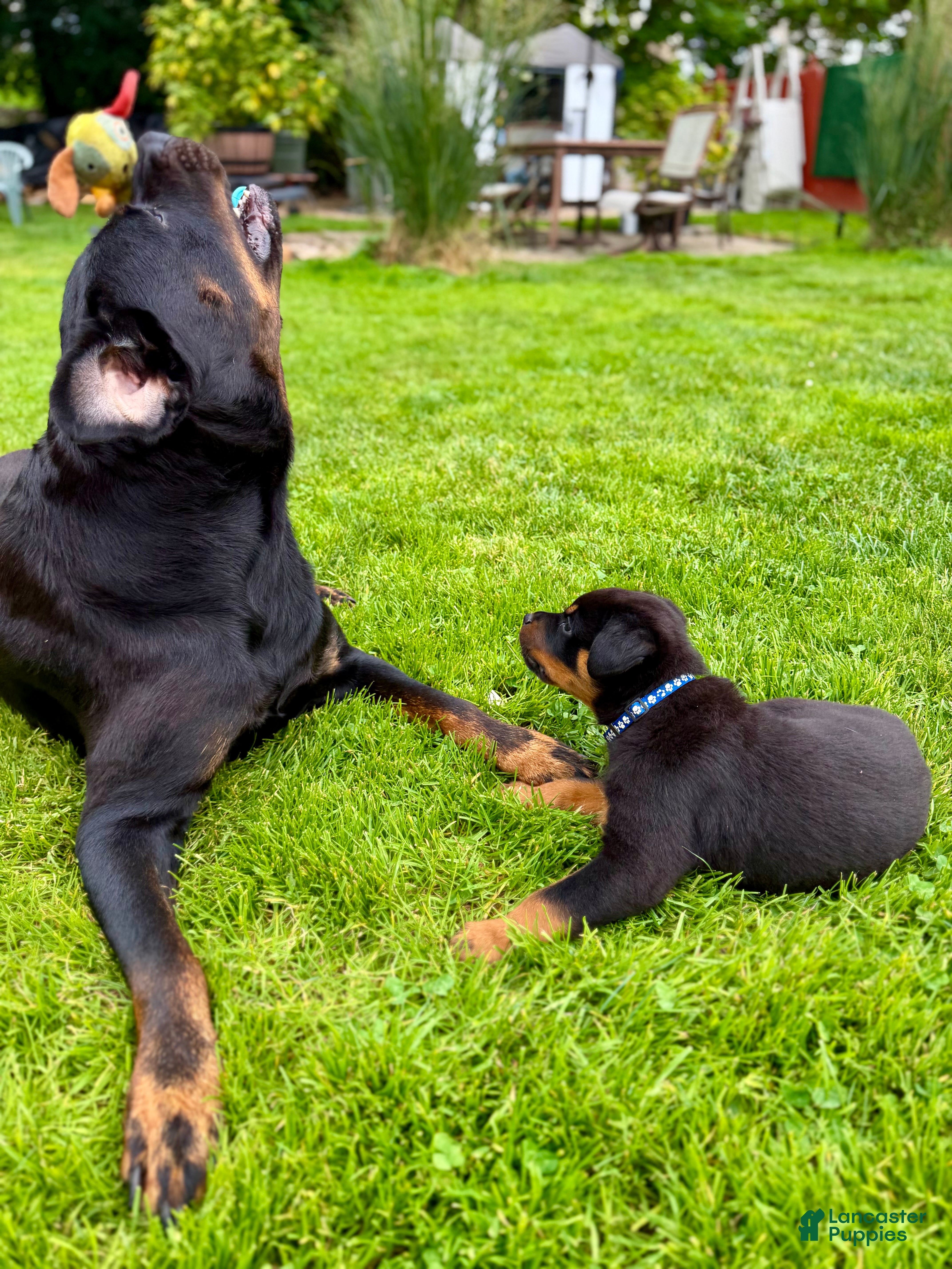 Rottweiler dogs Rottweiler 2 - Ad 2