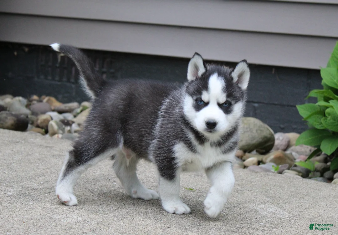Siberian Husky dogs for sale: Timber - Ad 2