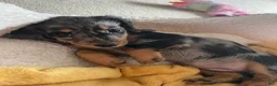 Miniature Dachshund dogs for sale: Miniature Dachshund Puppy 4 - Ad 4