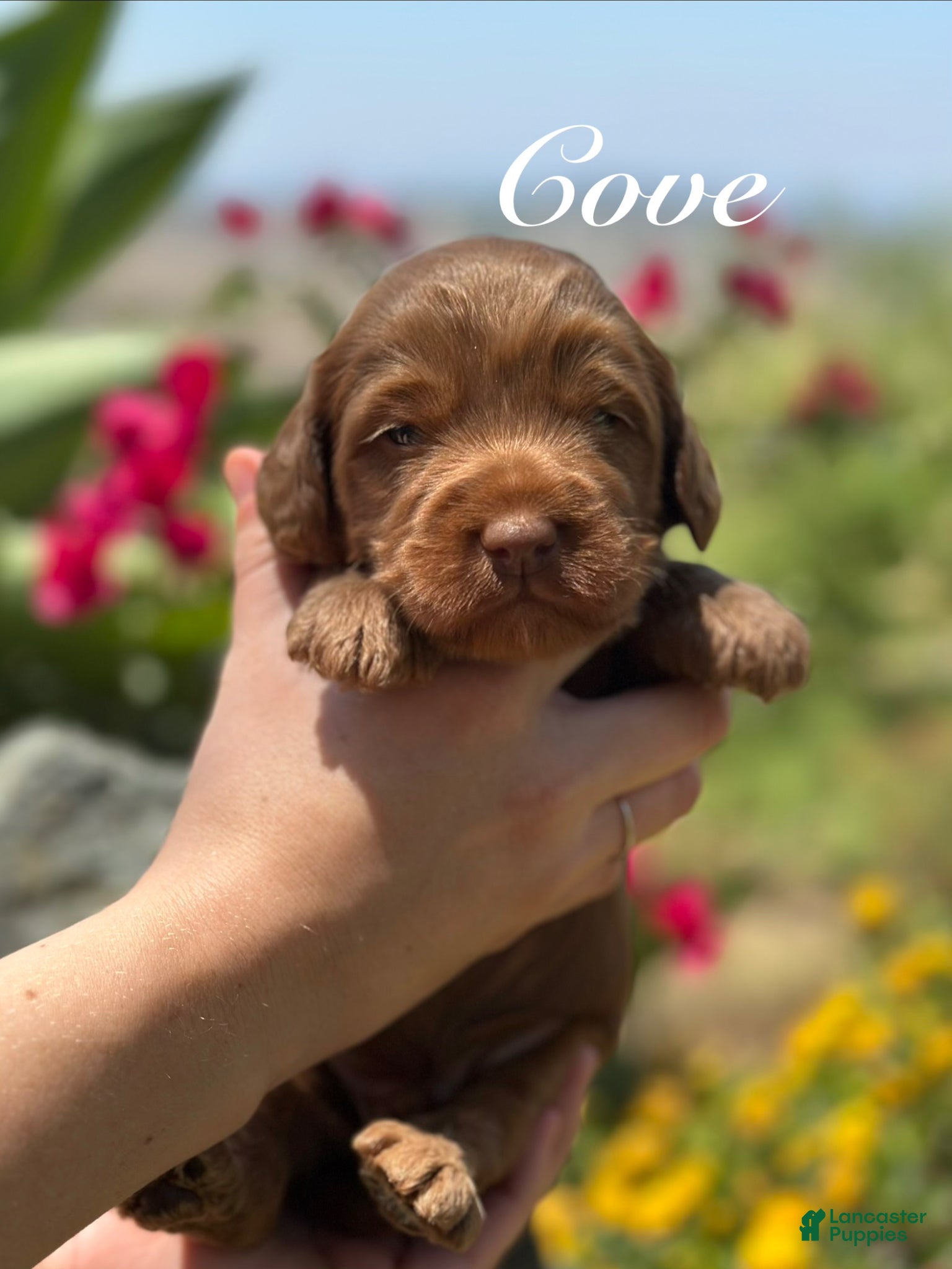 Australian Labradoodle dogs for sale: Cove - Ad 2