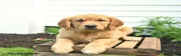 Golden Retriever dogs for sale: Clifford  - Ad 3