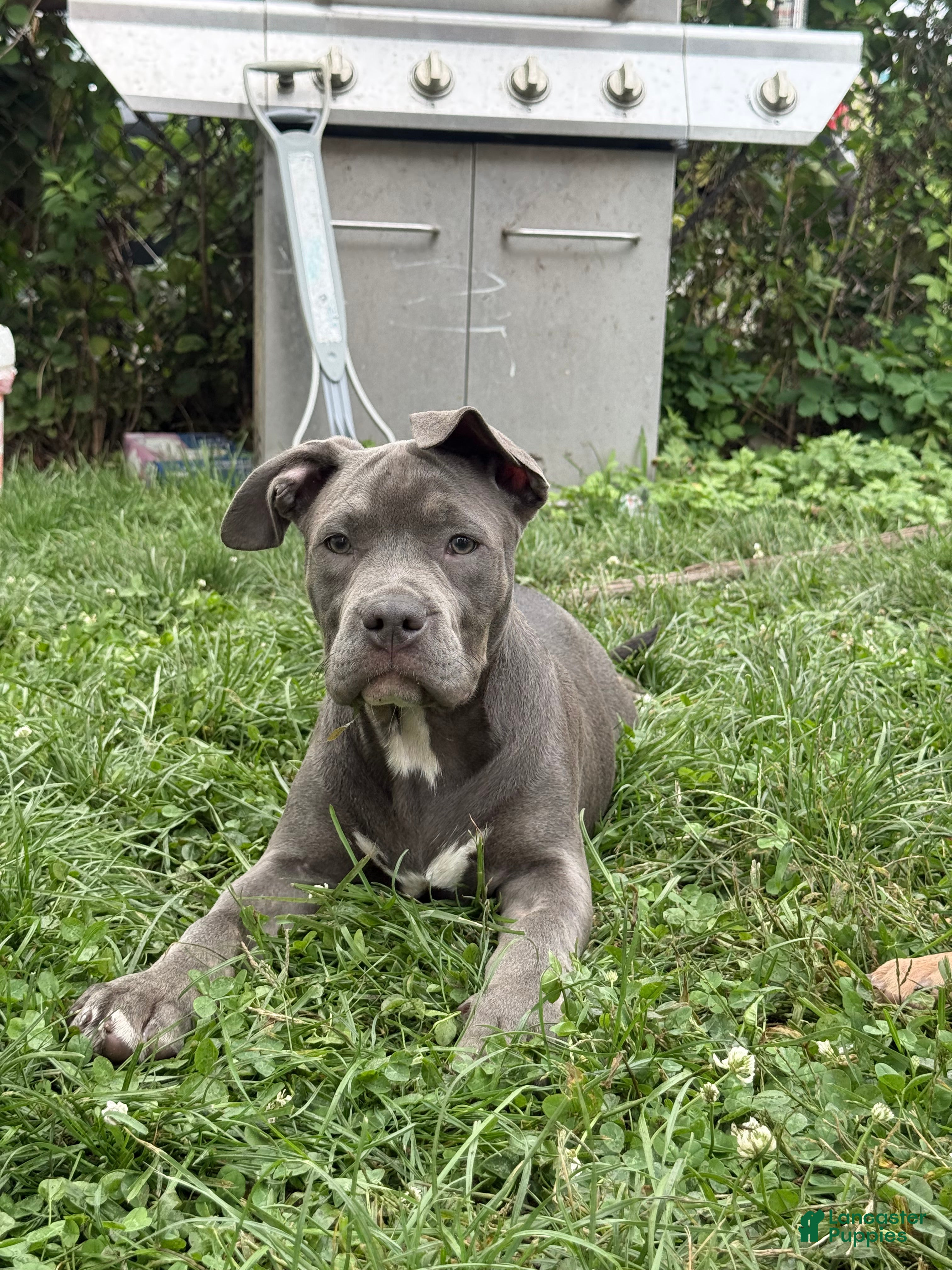 American Bully dogs Buttercup - Ad 1