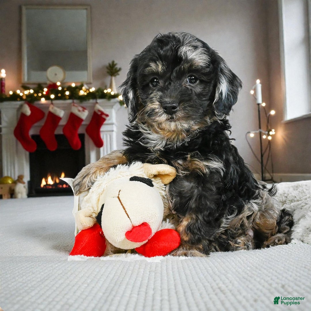 Cockapoo dogs for sale: max - Ad 3