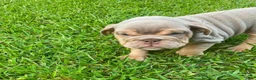 English Bulldog dogs for sale: Chow - Ad 1