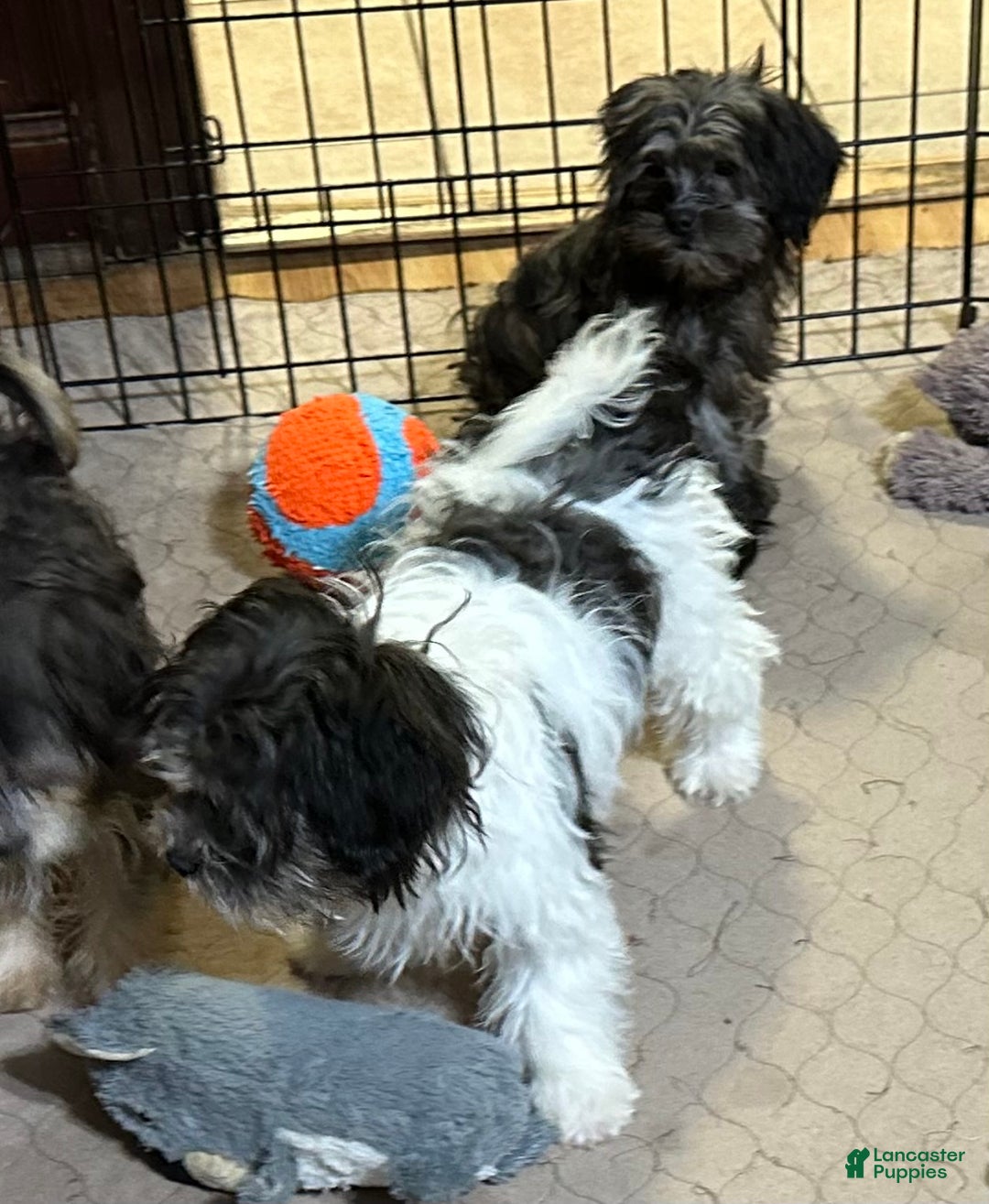 Shihpoo dogs for sale: Shihpoo Puppy 3 - Ad 2