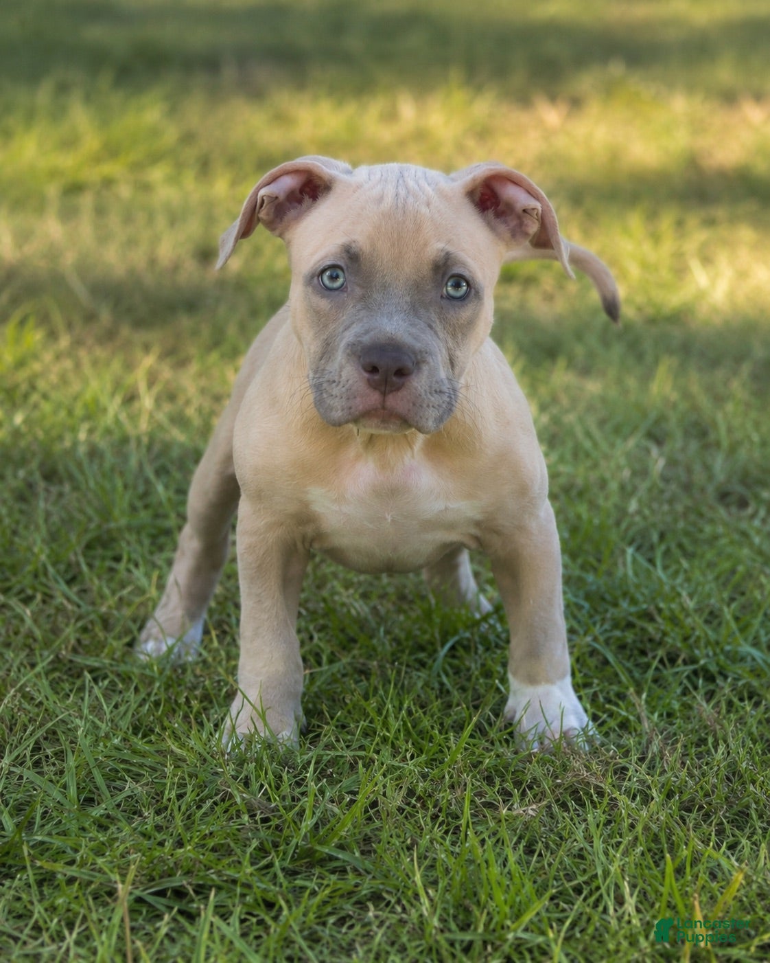 American Bully dogs Katara  - Ad 2