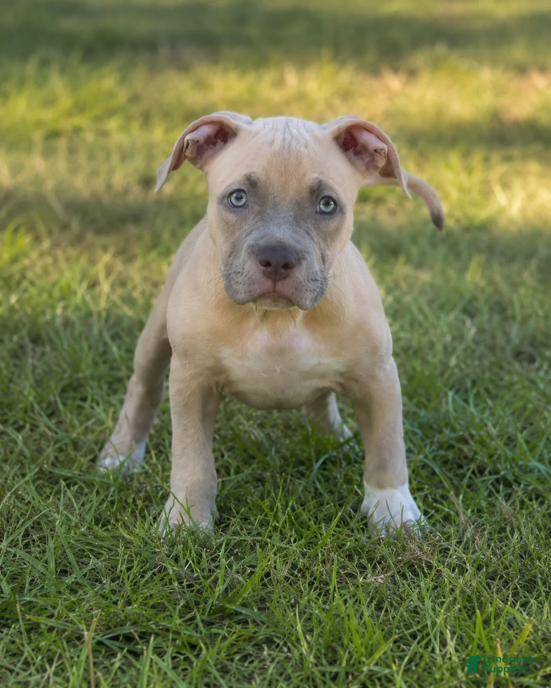 American Bully dogs for sale: Katara  - Ad 2
