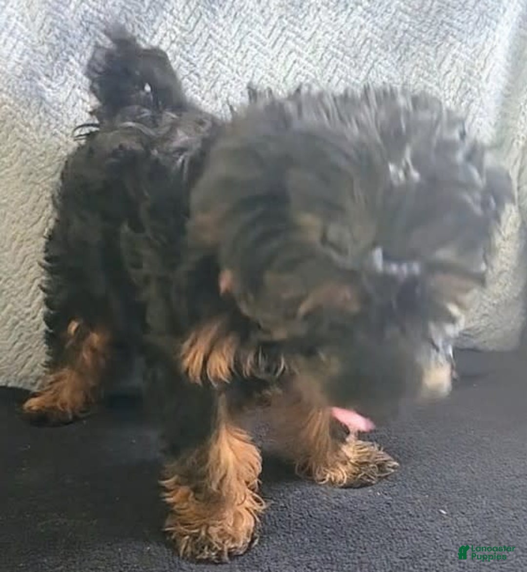 Yorkiepoo dogs for sale: Brownie - Ad 4