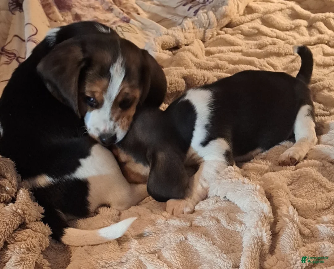 Beagle dogs for sale: Beagle Puppy 2 - Ad 2
