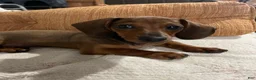 Miniature Dachshund dogs for sale: Hazel - Ad 3
