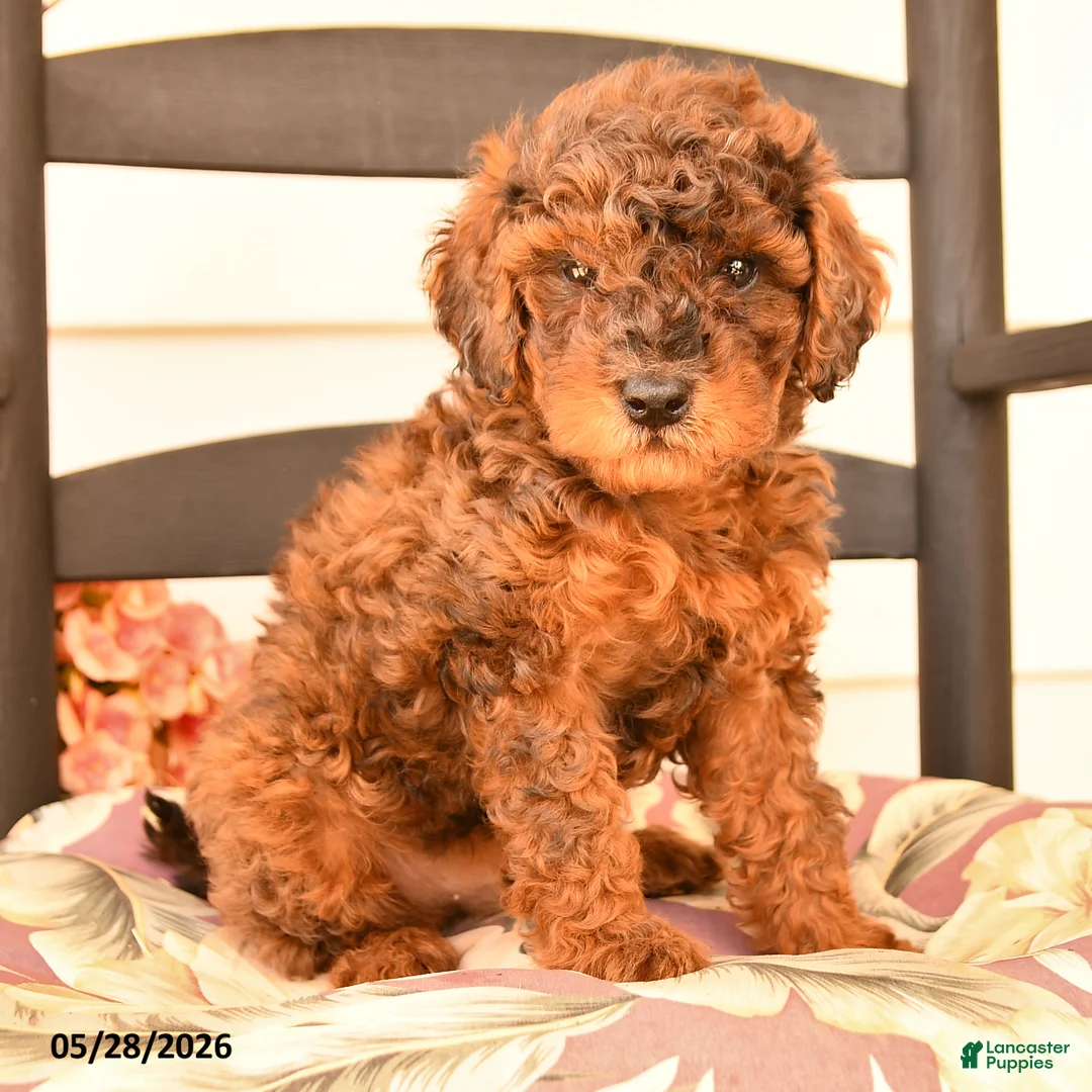 Miniature Poodle dogs for sale: Jerry - Ad 2