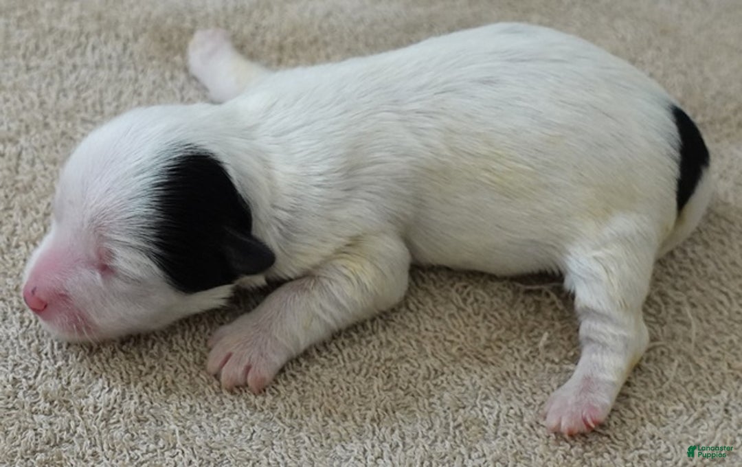 Yorkshire Terrier dogs for sale: Lyra super unique - Ad 3