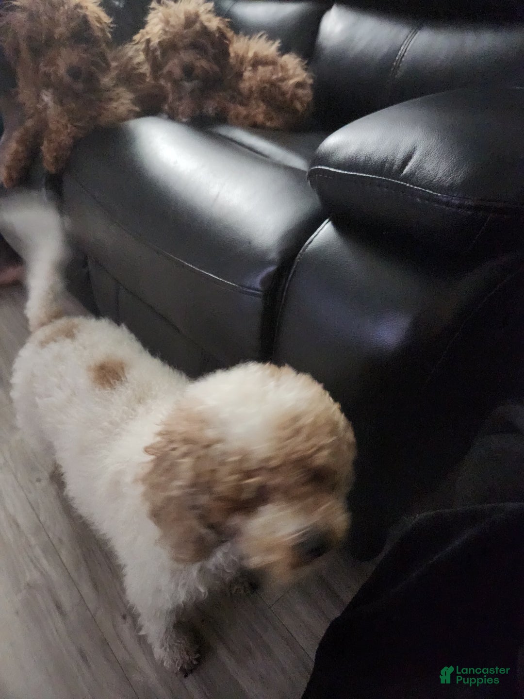 Cavapoo dogs for sale: Pharoah - Ad 5