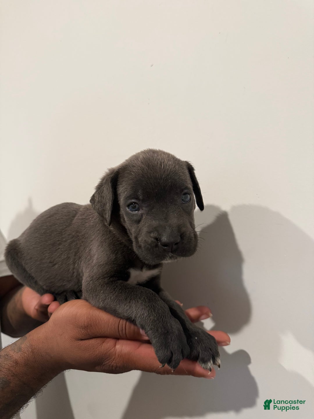 Cane Corso dogs for sale: Skye - Ad 2