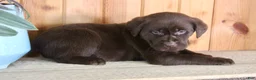 Labrador Retriever dogs for sale: Fiona - Ad 4