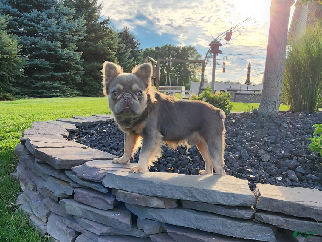 French Bulldog dogs for sale: Quara - Ad 4