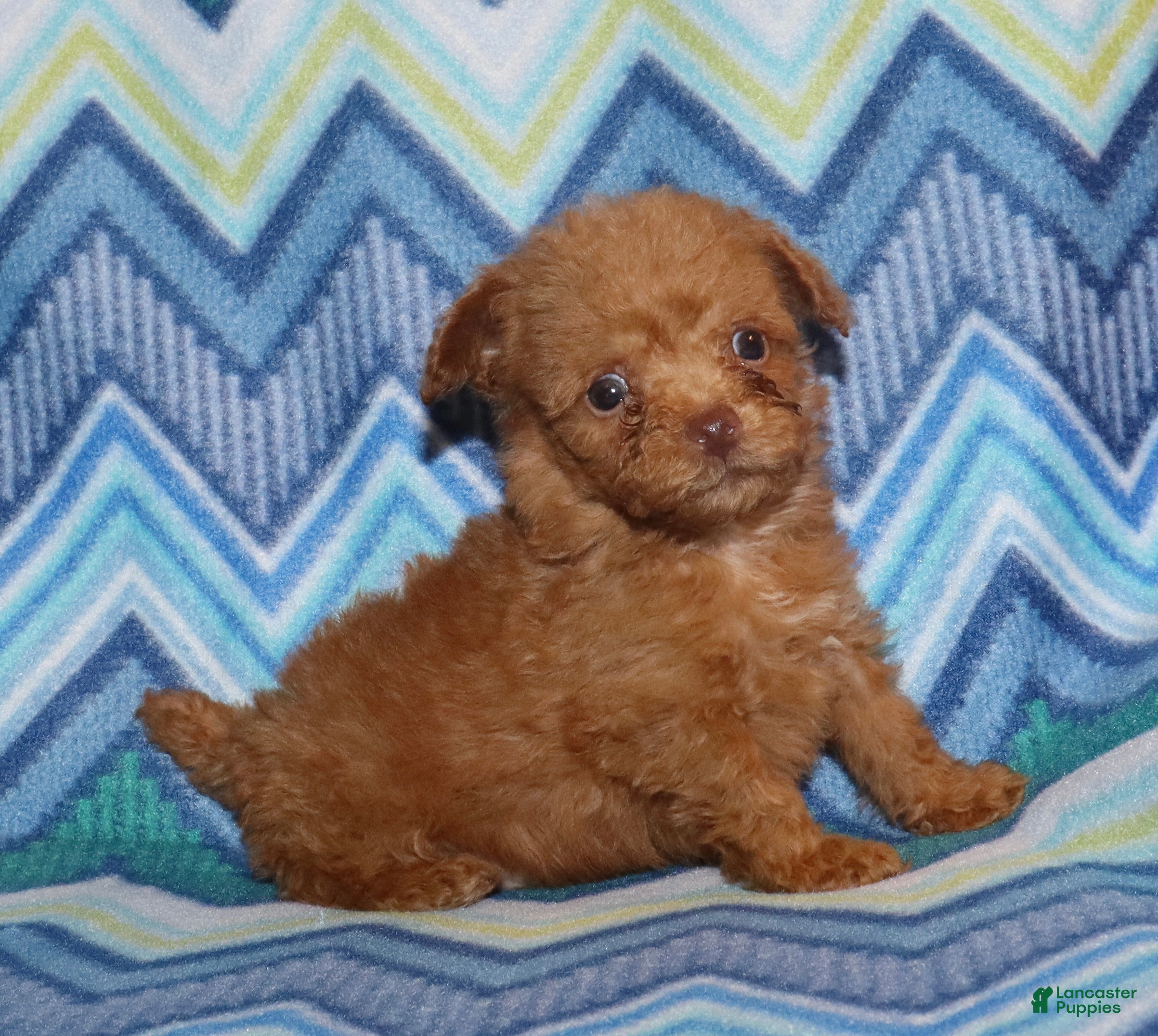 Toy Poodle dogs for sale: Double T Summer’s apricot male - Ad 8
