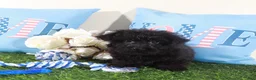Yorkiepoo dogs for sale: Earl-Handsome Toy Yorkie-poo Puppy  - Ad 9