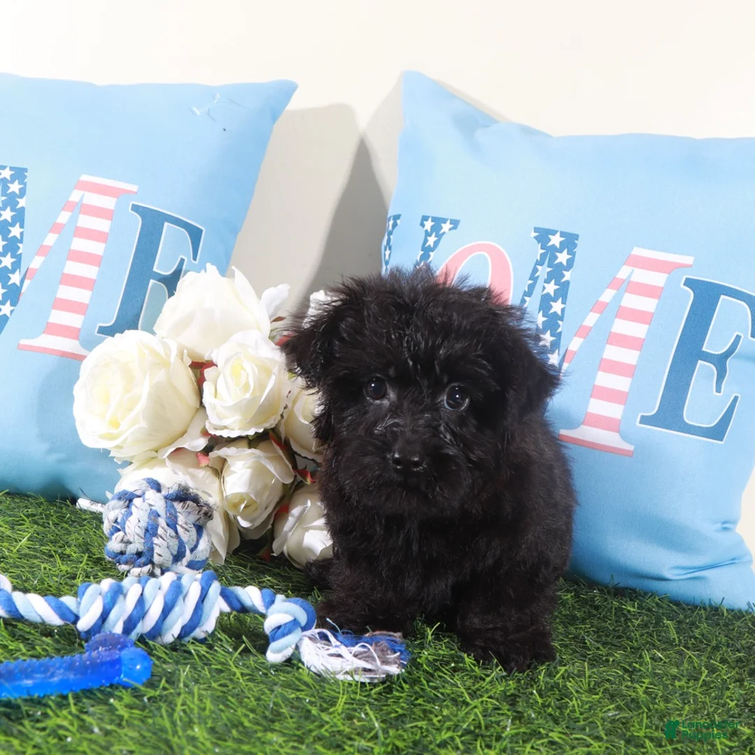 Yorkiepoo dogs for sale: Earl-Handsome Toy Yorkie-poo Puppy  - Ad 9