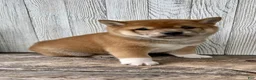 Shiba Inu dogs for sale: Zeus - Ad 8
