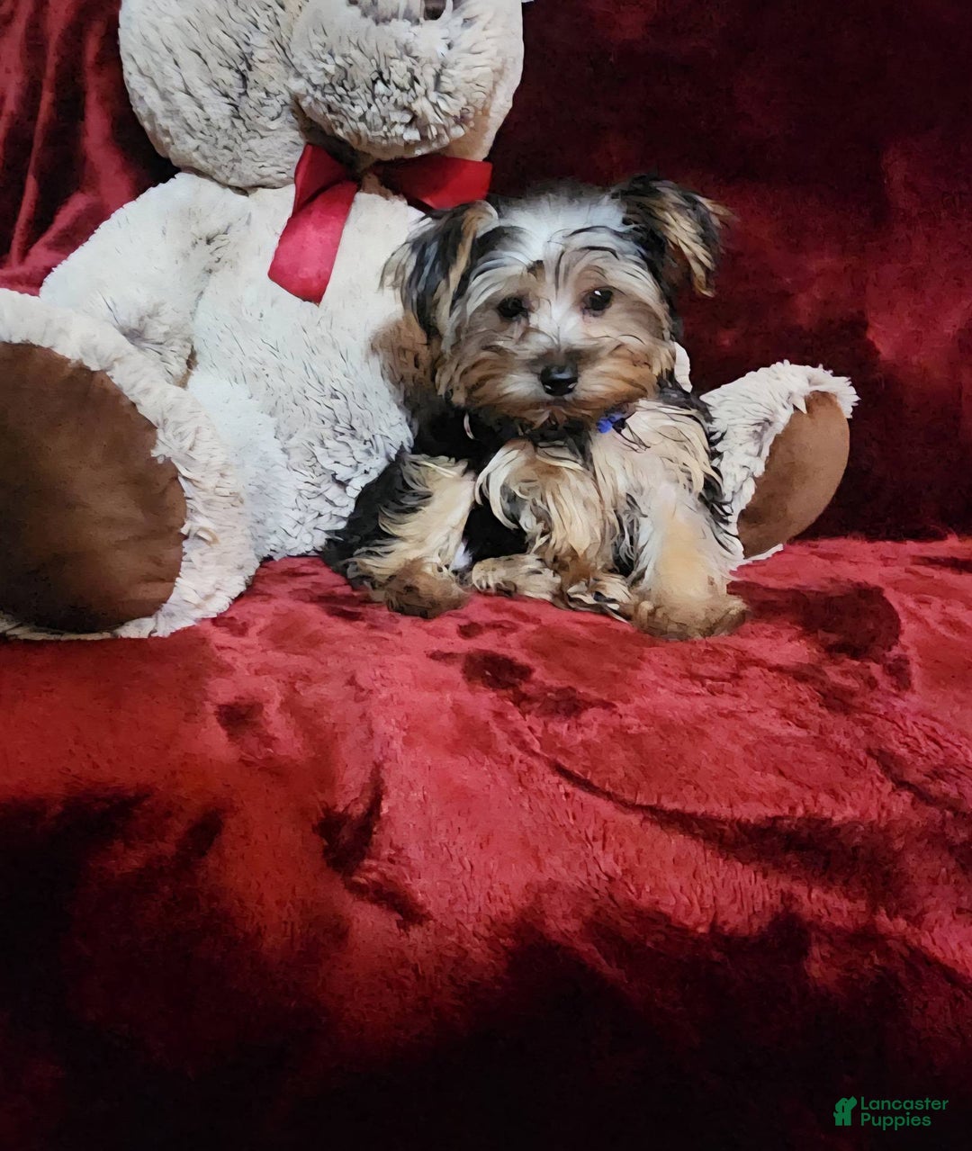 Yorkshire Terrier dogs for sale: MILO - Ad 3