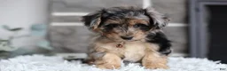Maltipoo dogs for sale: Pebbles - Ad 2