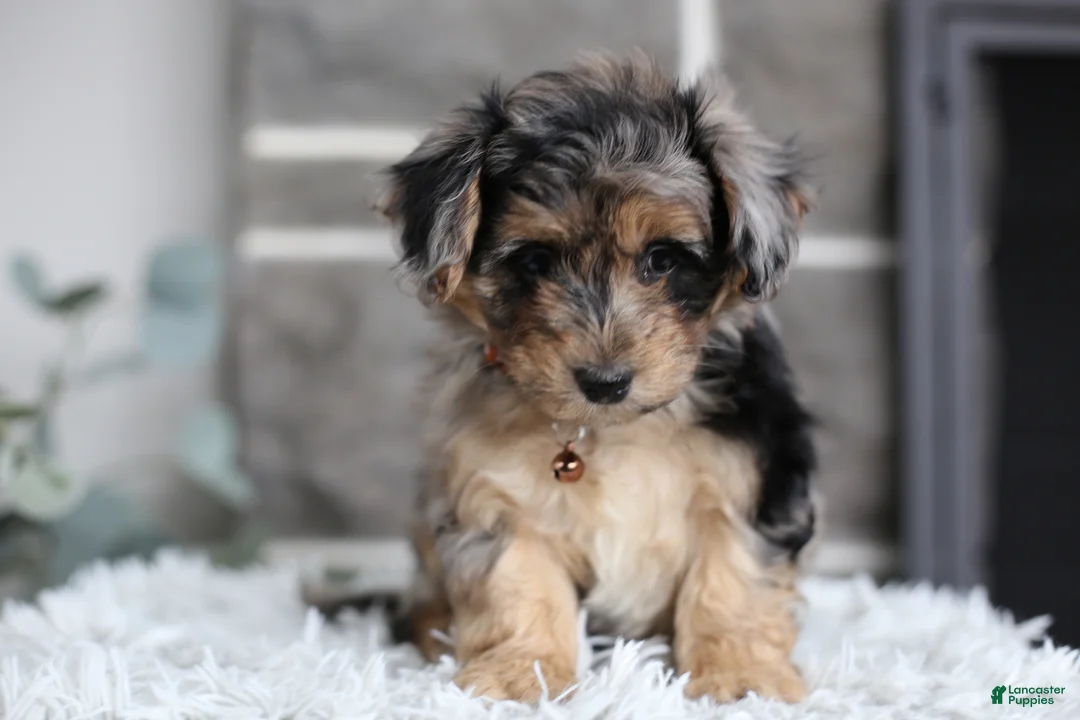 Maltipoo dogs for sale: Pebbles - Ad 2