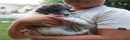 Standard Poodle dogs for sale: Fern AKC Standard Poodle - Ad 28