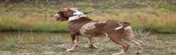 American Bully dogs for sale: Iris - Ad 6