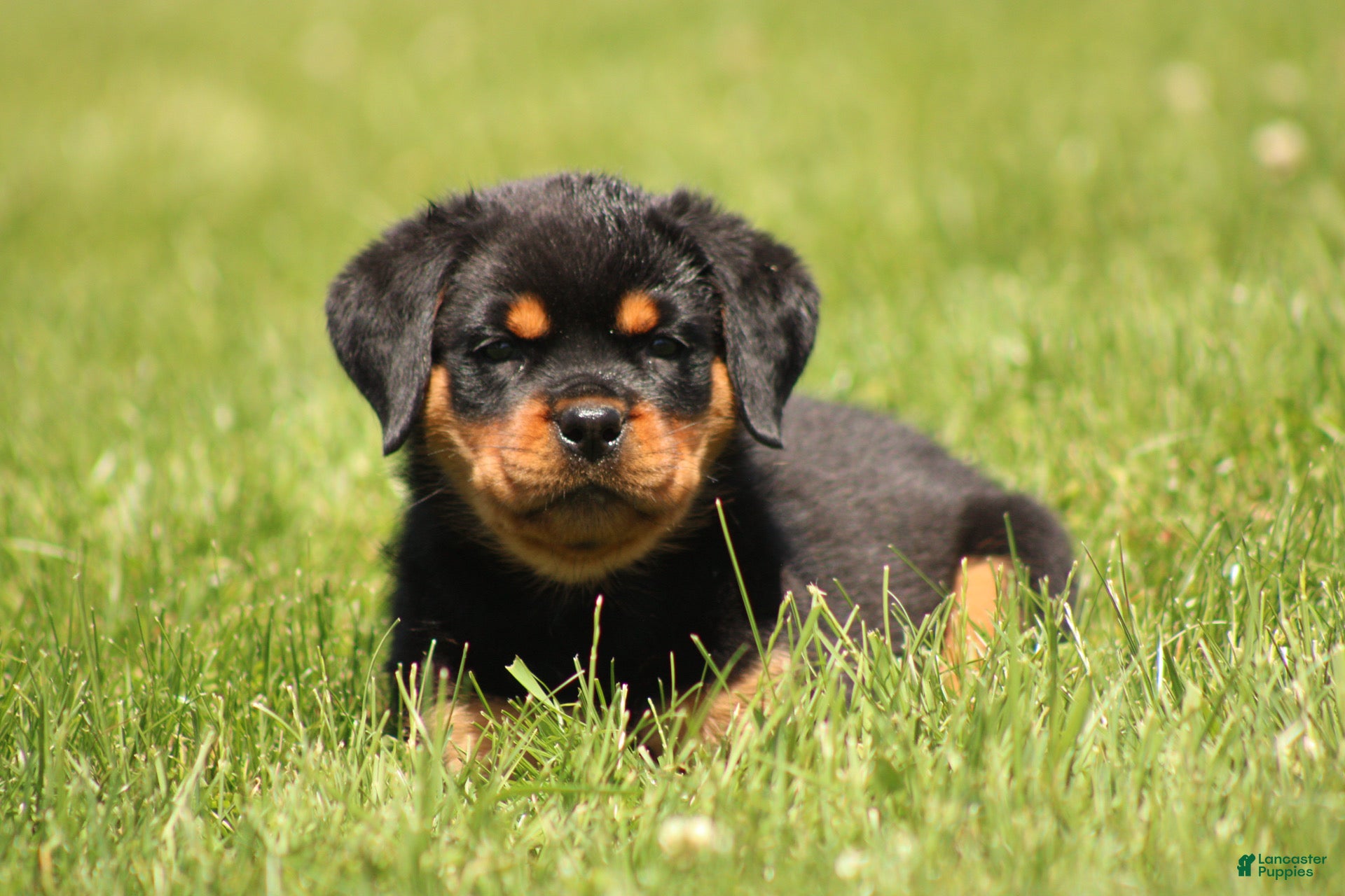 Rottweiler dogs Dynamite  - Ad 8