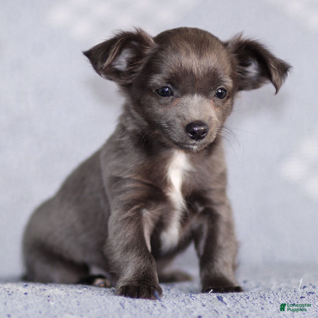 Chihuahua dogs for sale: Penny - Ad 5