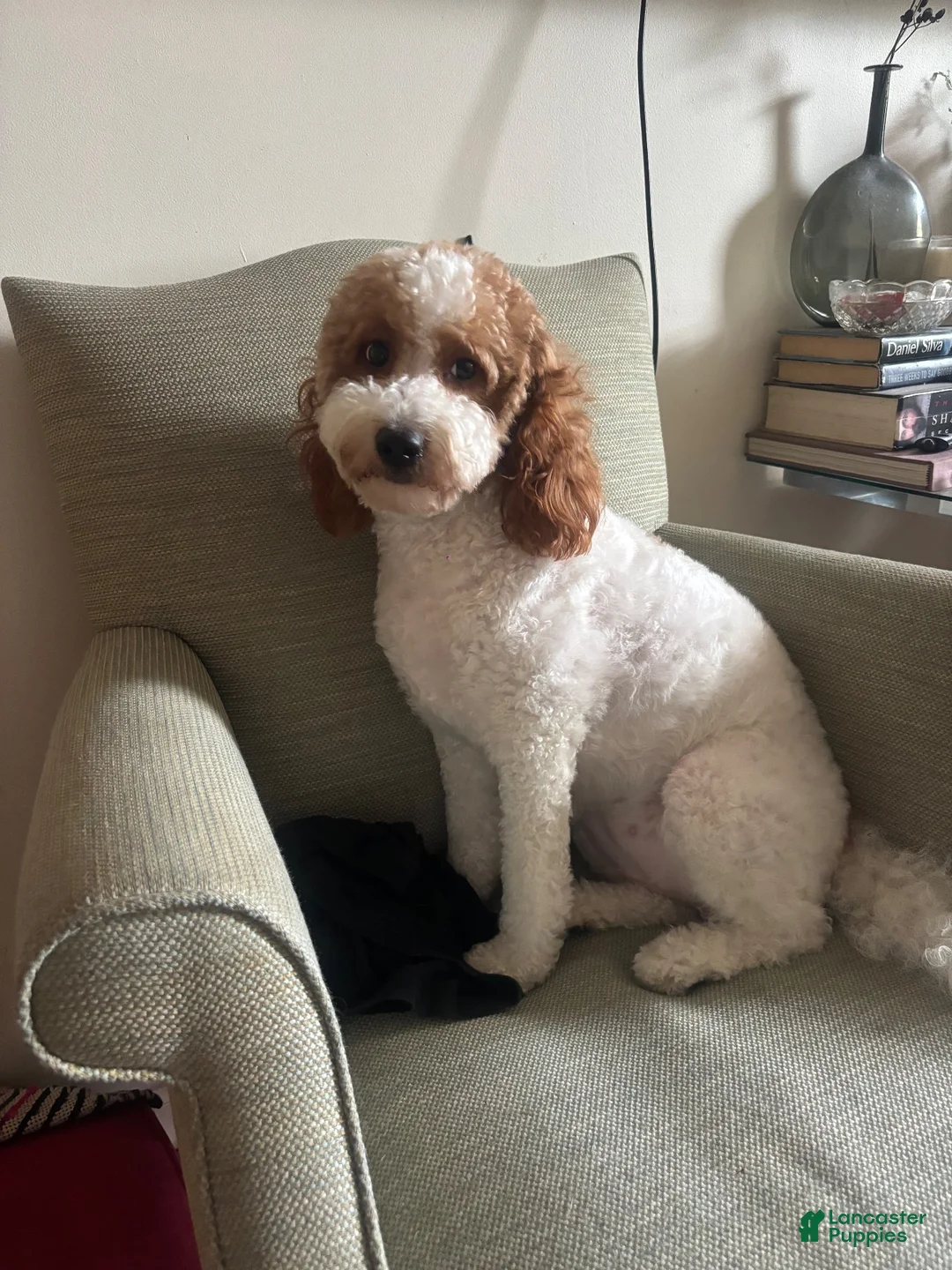 Mixed Breed dogs for sale: Chiquis - Ad 2