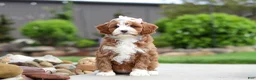 Cavapoo dogs for sale: Peaches - Ad 7